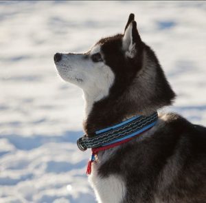Разновидности ошейников и шлеек для хаски: как не ошибиться с выбором? Инструкция по самостоятельному пошиву