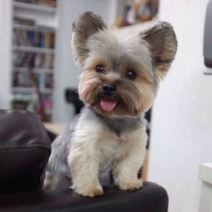 Обзор лучших модельных стрижек для Йорков девочек: цены на груминг и прически