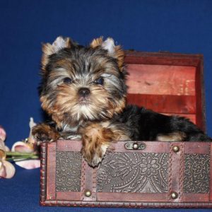 Декоративный питомец с личиком младенца Беби фейс йорк: описание породы