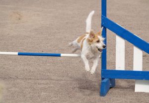 Игривый и дружелюбный немецкий кромфорлендер: особенности характера питомца