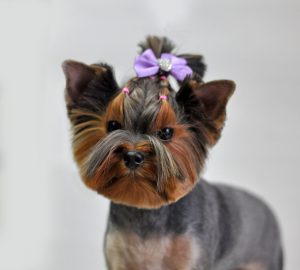 Обзор лучших модельных стрижек для Йорков девочек: цены на груминг и прически