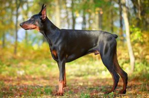 доберман на природе