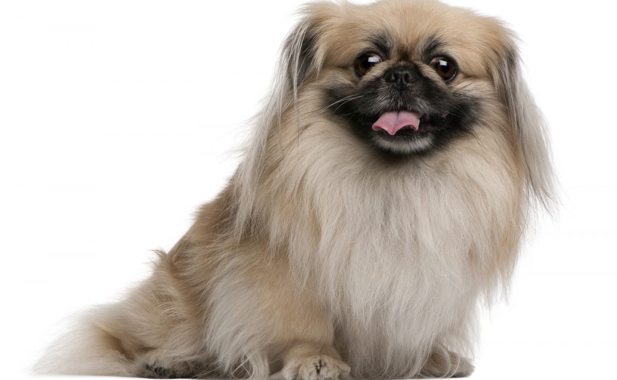 Одно из самых частых заболеваний у Пекинеса выпадают глаза: симптомы и лечение недуга