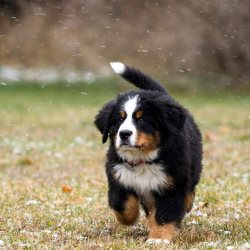 Промышленное питание овчарки