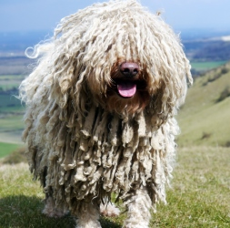 >,Можно ли стричь командора