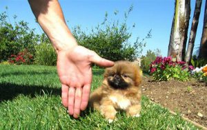 Разновидности пекинесов большая история маленькой породы