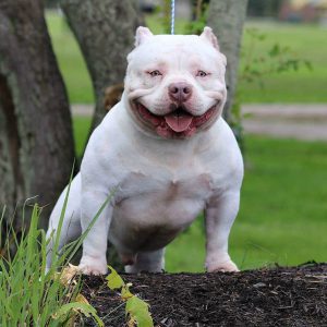 Уникальная помесь бульдога и терьера Питбуль бульдожий тип: описание и характер