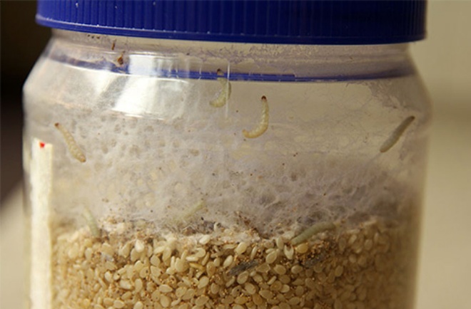 моль в банке