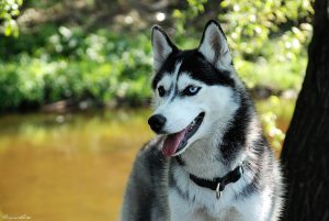 Распространенные и редкие окрасы собаки хаски