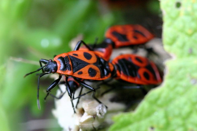 внешний вид клопа-солдатика