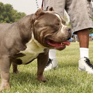 Уникальная помесь бульдога и терьера Питбуль бульдожий тип: описание и характер