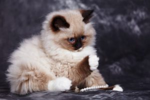 Коты породы невская маскарадная: отличительные черты характера