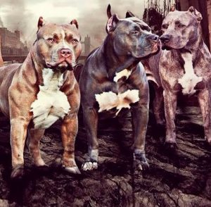 Сравнение двух лучших бойцовских собак чем отличается Стаффордширский терьер (Амстафф) от Питбуля?