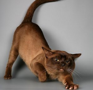 Разнообразие редких и стандартных окрасов бурманской кошки