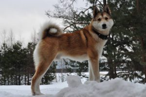 Универсальный питомец западно-сибирская лайка: охранник, охотник, компаньон