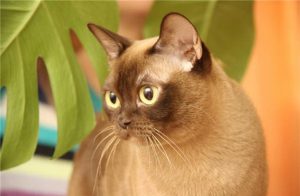 Грация и ум: американская бурма с шелковистой шерстью