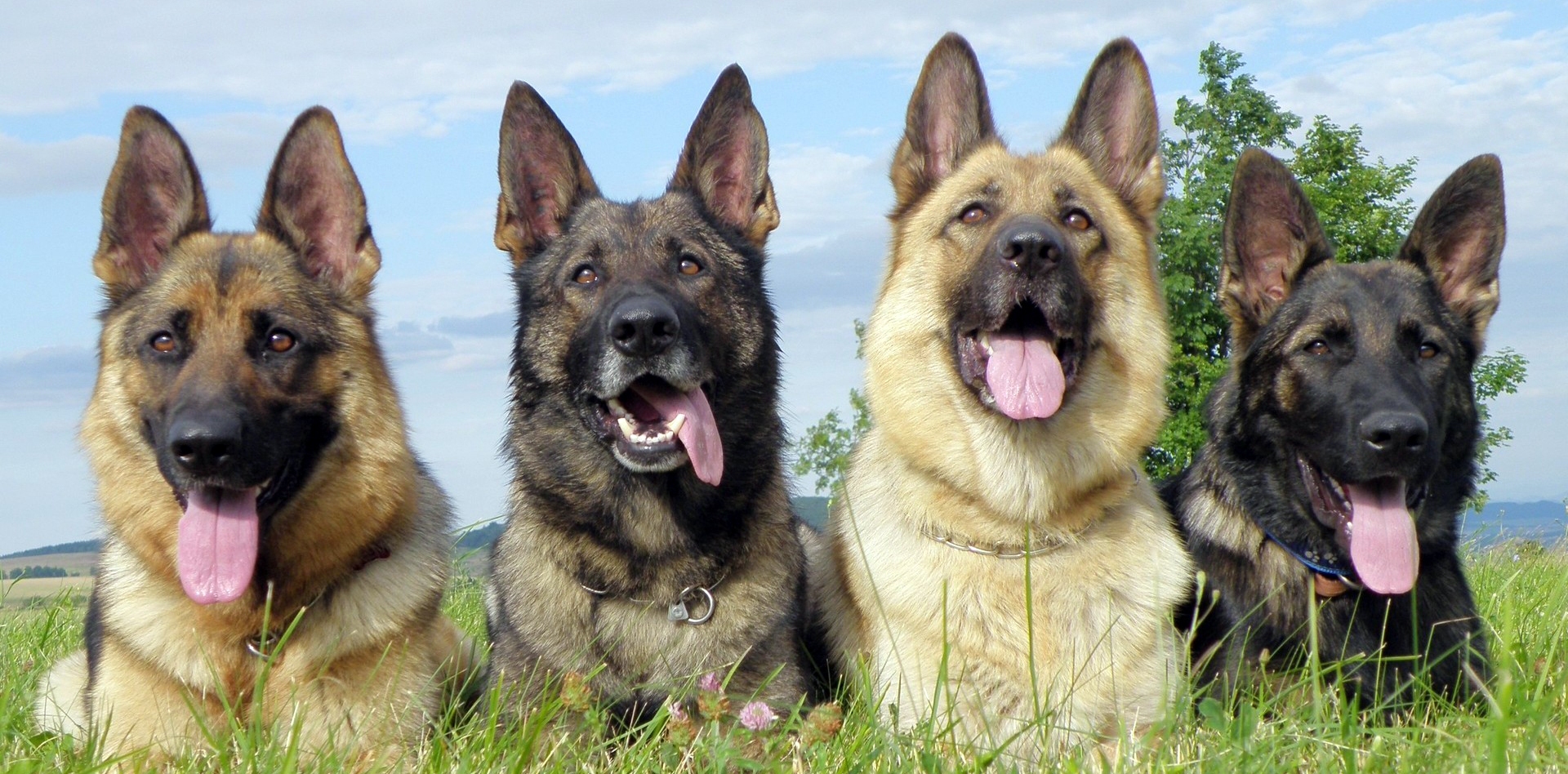 Обзор самых выдающихся окрасов Немецкой овчарки: зонарный, чепрачный и рыжий