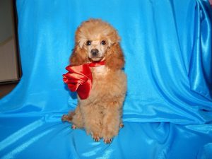 Добрый и ласковый той-пудель: характеристика декоративного питомца