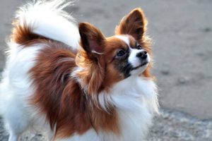 Королевская декоративная порода фален: как подружиться с маленькой питомицей