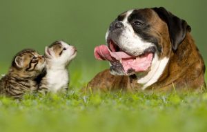 боксер с котятами