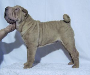 Шарпей: красота домашнего любимца не зависит от цвета шерсти