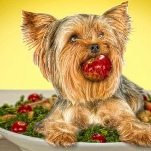 Самая маленькая и пушистая собака Йоркширский терьер: плюсы и минусы породы