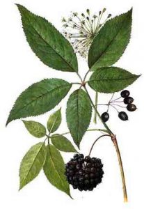 Эффективное лечение эректильной дисфункции народными средствами