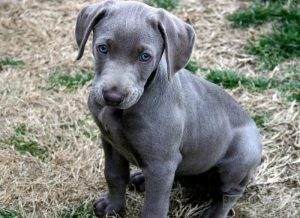 Европейская собака веймаранер: особенности характера питомца