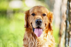 Золотистый ретривер и лабрадор ретривер: в чем разница между двумя породами