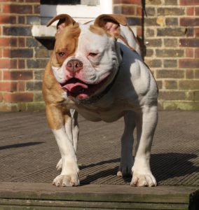 Уникальная помесь бульдога и терьера Питбуль бульдожий тип: описание и характер