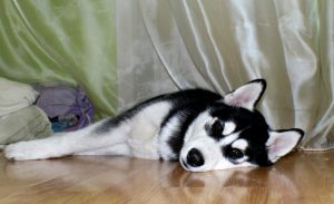 Как живет хаски в квартире: к чему быть готовым, мнение владельцев