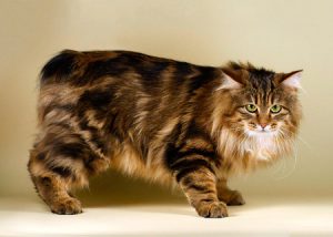 Уникальная кошка курильский бобтейл: лекарь и друг