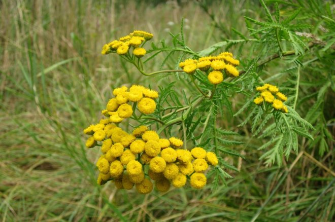 пижма от моли