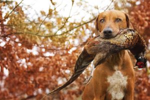 собака на охоте