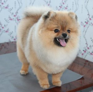 Хитрости и секреты по уходу за Шпицем: как подстричь собачку в домашних условиях?