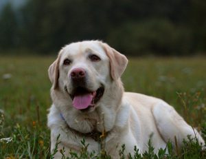 Золотистый ретривер и лабрадор ретривер: в чем разница между двумя породами