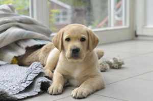 Кодекс хозяина: самостоятельное воспитание и дрессировка щенка лабрадора