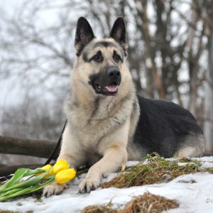 Лучшая служебная собака из СССР Среднеевропейская овчарка (ВЕО): описание и характер породы
