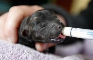 Кормление щенка немецкой овчарки на разных этапах взросления