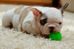 щенок с игрушкой