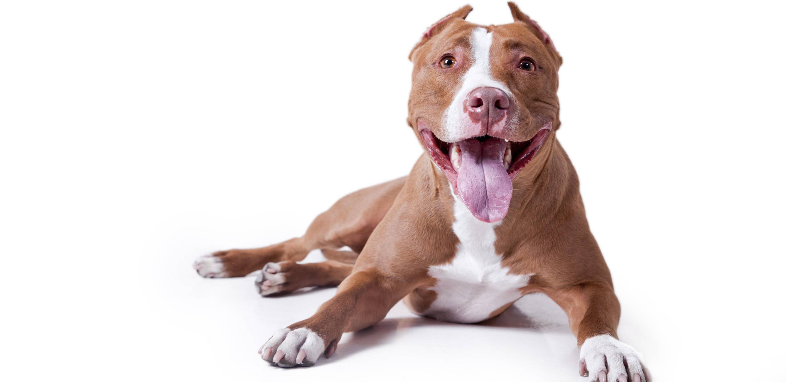 Уникальная помесь бульдога и терьера Питбуль бульдожий тип: описание и характер