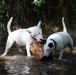 Решительная и веселая собака Бультерьер: описание, чем опасна порода?