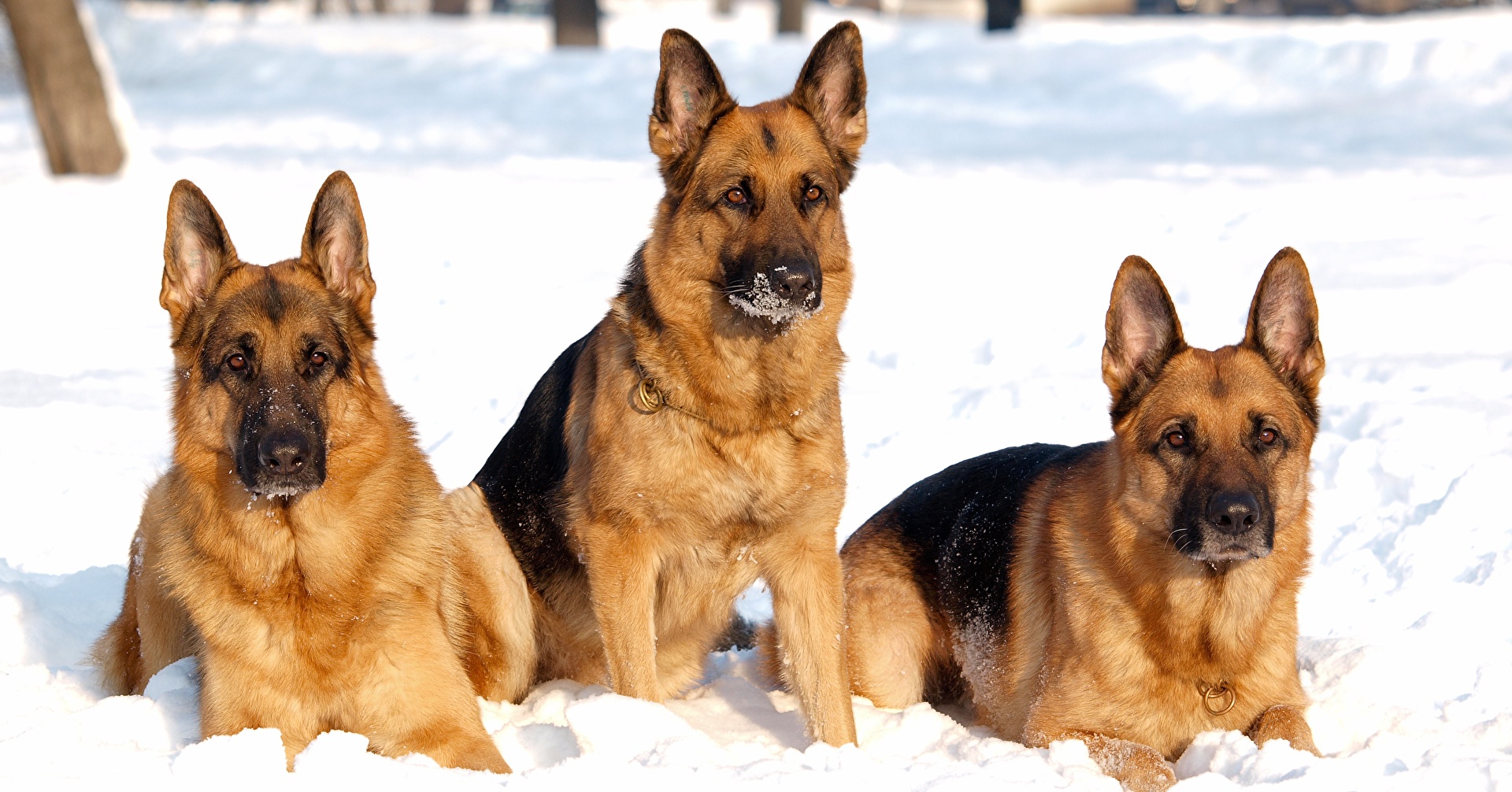 Обзор самых выдающихся окрасов Немецкой овчарки: зонарный, чепрачный и рыжий