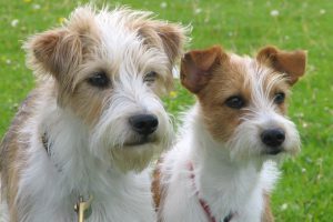 Игривый и дружелюбный немецкий кромфорлендер: особенности характера питомца