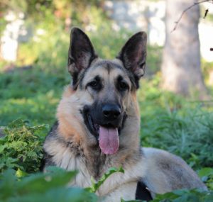 Лучшая служебная собака из СССР Среднеевропейская овчарка (ВЕО): описание и характер породы