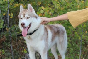 Характер и различные качества метиса лайки и хаски