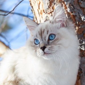 Приспособленные к любым условиям кошки Сибирский колор пойнт: описание и история породы