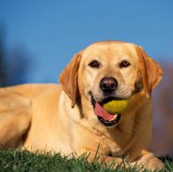 История происхождение лабрадора