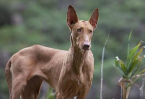 Порода поденко канарио: сочетание азарта и выносливости в питомце