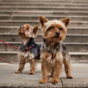 Энергичный и красивый коротыш Йоркширский терьер мини: уход и содержание собаки